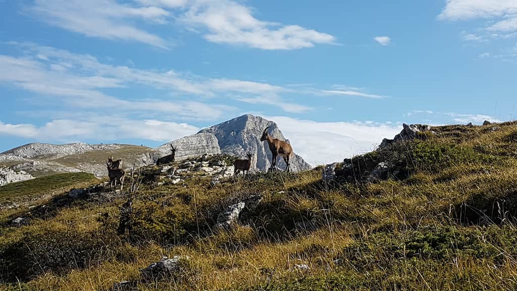 Bouquetins montagne