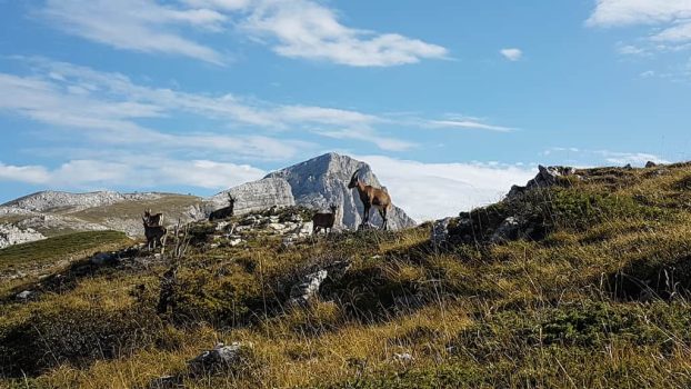 Bouquetins montagne